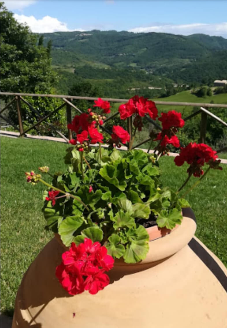 Assisi Maggio 2019: gerani rossi in primo  piano, sullo sfondo un panorama