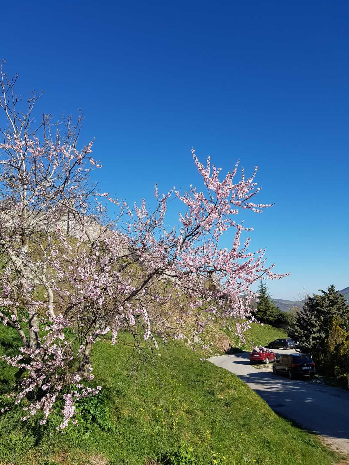 Assisi Maggio 2019  - Un albero in fiore 